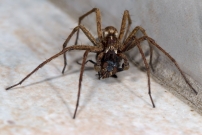 La Pisaure admirable. Un mle en chasse (Araneae - Pisauridae - Pisaura mirabilis)